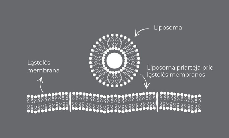 Liposoma